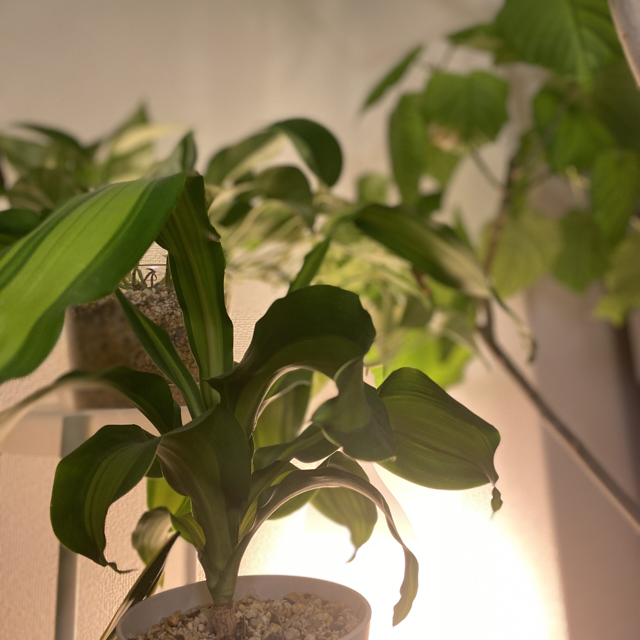 植物のある空間